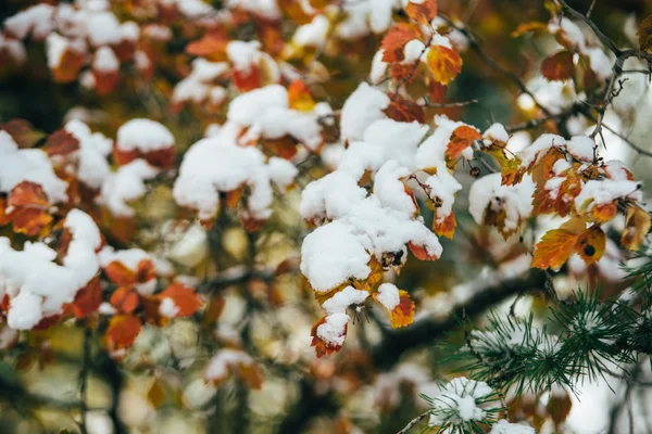 Belleza Primera Nieve Sobre Las Brillantes Hojas Otoño Rojas Naranjas — Foto de Stock