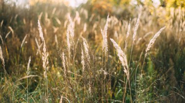 alan görünüm güzel sonbahar çimen