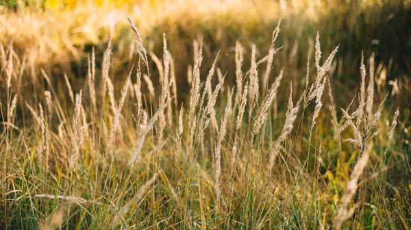 Belle herbe de champ vue automne — Photo