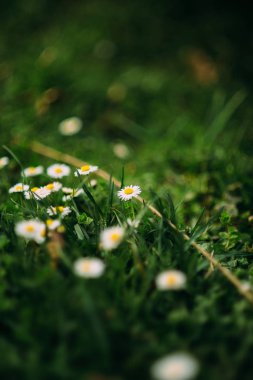 küçük yeşil bitkiler büyüyen ve küçük beyaz çiçekler ile çiçeklenme