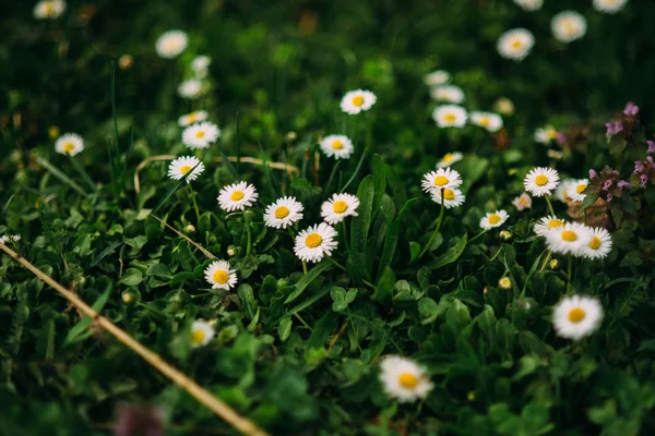 Petites Plantes Vertes Poussant Fleurissant Avec Petites Fleurs Blanches — Photo