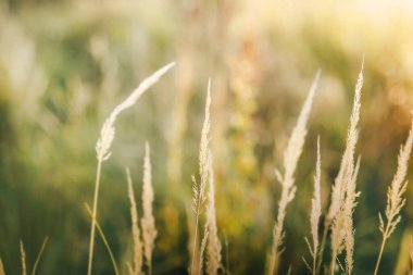 Güneşli bir günde yeşil ve çimlerin sıcak sarı bokeh ile bulanık görüntüsü. Doku. 