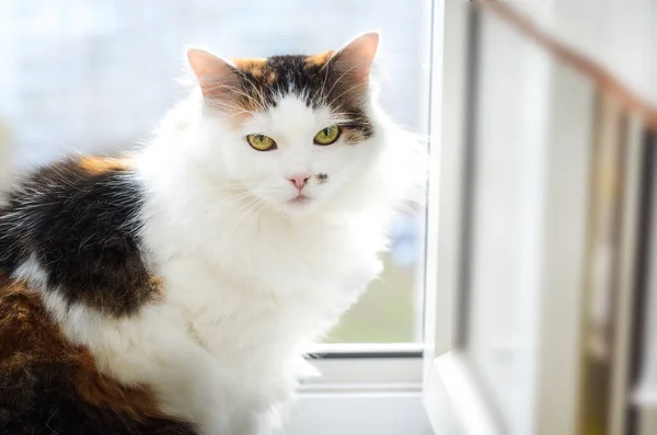 Närbild Vacker Tricolor Brun Svart Vit Katt Med Rosa Näsa — Stockfoto