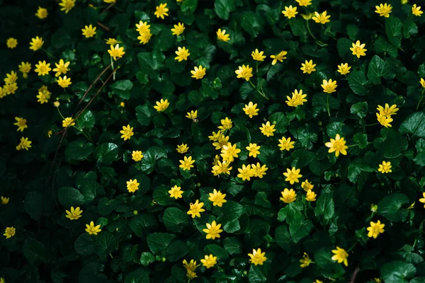 Petites Plantes Vertes Poussant Fleurs Avec Petites Fleurs Jaunes — Photo