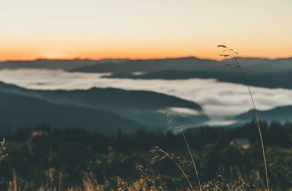 Verschwommener Sonnenaufgang in den Bergen. Nahaufnahme des Grases am Hang. — Stockfoto