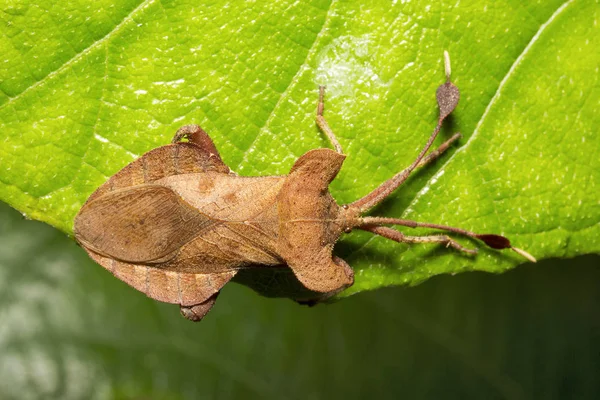 Leaf Footed Bugs Dalader Randwantsen Aarey Melk Kolonie Mumbai India — Stockfoto