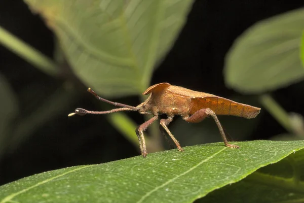 Ayaklı Yaprak Böcekler Dalader Coreidae Aarey Süt Koloni Mumbai Hindistan — Stok fotoğraf