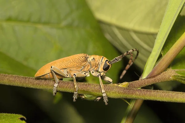 Жук Лонгхорн Cerambycidae Молочная Колония Арей Мумбаи Индия — стоковое фото