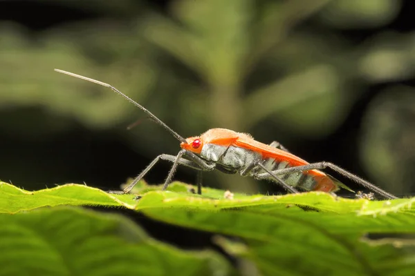 Rode Zijde Katoen Bug Pyrrhocoridae Trishna Tripura Staat Van India — Stockfoto