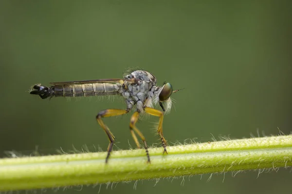 Robber Fly Asilidae Jampue Hills Tripura Estado Índia — Fotografia de Stock