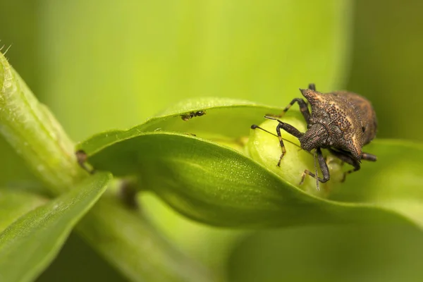 Hata, Pentatomidaey, Aarey süt koloni Mumbai, Hindistan'ın leş gibi kokuyorsun