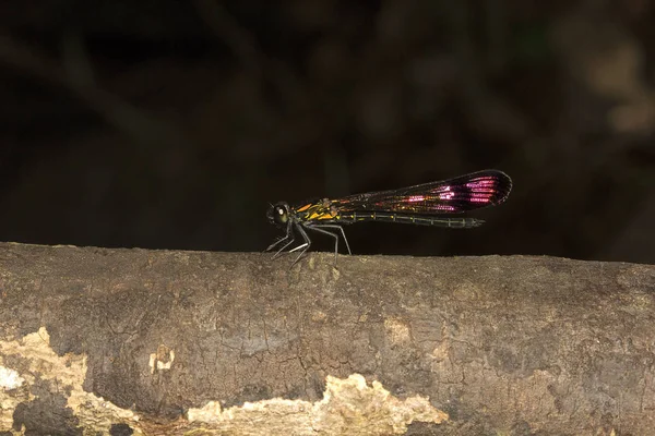 Strea Rubí Heliocypha Calopterygoideay Agumbe Arrsc Karnataka India —  Fotos de Stock