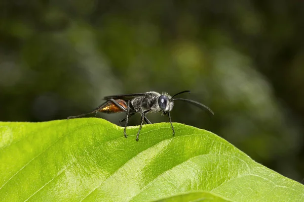 Close Vespa Sphecidae Bangalore Estado Indiano Karnataka — Fotografia de Stock