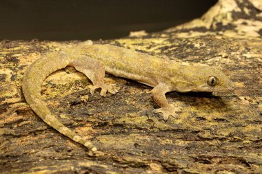 Düz uçlu ev gecko, Hemidactylus platyurus, Gekkonidae, Jampue hills, Tripura Hindistan