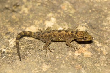 Gecko, Cnemaspis sp, Gekkonidae, Agumbe ARRSC, Karnataka