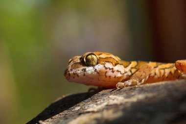 Soyguncu sinek, Asilidae, Madhya Pradesh Hindistan Devlet