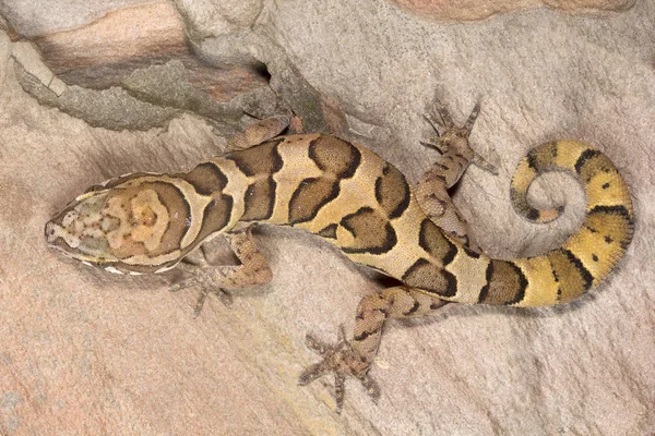 Bulutlu Zemin Gecko Geckoella Nebulosa Gekkonidae Madhya Pradesh Hindistan — Stok fotoğraf