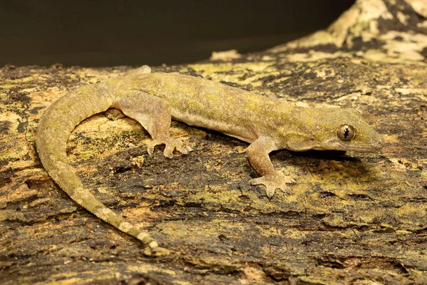 Gecko Cauda Plana Hemidactylus Platyurus Gekkonidae Jampue Hills Tripura Índia — Fotografia de Stock