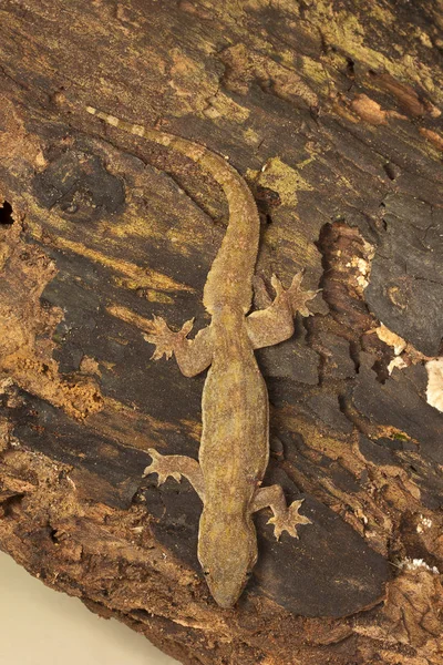Casa Cola Plana Gecko Hemidactylus Platyurus Gekkonidae Jampue Hills Tripura —  Fotos de Stock