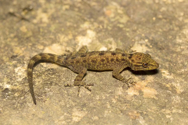 Gecko, Cnemaspis sp, Gekkonidae, Agumbe ARRSC, Karnataka — Zdjęcie stockowe