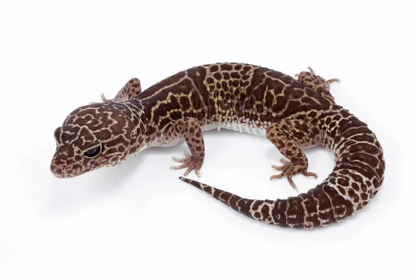 Leopar Gecko Eublepharidae Eublepharidae Hindistan Close — Stok fotoğraf