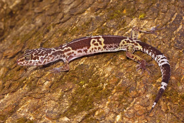 Gecko Leopardo Eublepharis Satpuraensis Eublepharidae Estado Madhya Pradesh India — Foto de Stock