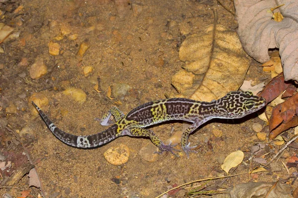 Leopard Gecko Eublepharis Satpuraensis Eublepharidae Madhya Pradesh State India — Stock Photo, Image