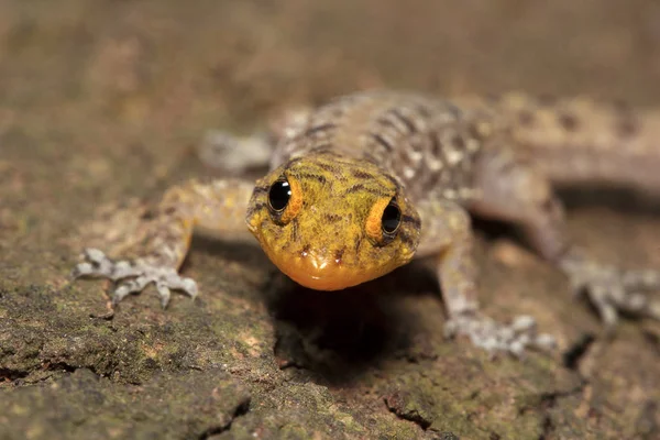 Gecko Diurno Mysore India Bangalore Cnemaspis Mysorensis Gekkonidae Bcn — Foto de Stock