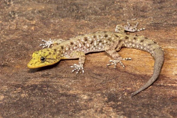 Mysore Nap Gecko Cnemaspis Mysorensis Tekintetében Nkb Bangalore Indiai — Stock Fotó