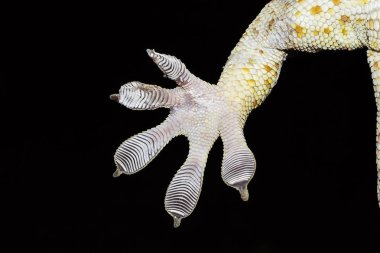 Tokay gecko, Gekko sp, Gekkonidae Trishna: Tripura Hindistan