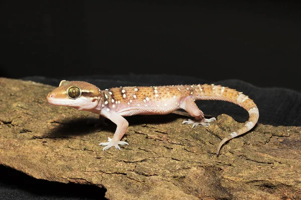 Colina Termita Geckoy Triedrus Hemidactylus Gekkonidae Bcn Bangalore India — Foto de Stock