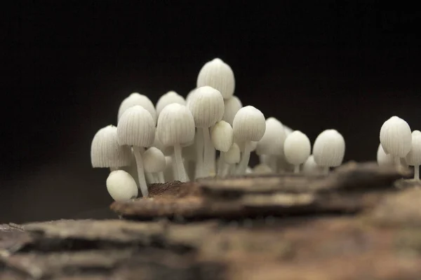 Vista Próxima Mushroom Gurjee Tripura Estado Índia — Fotografia de Stock