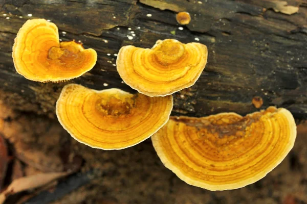 Fechar Vista Mushroom Trishna Tripura Estado Índia — Fotografia de Stock