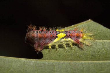 Yakın çekim güve Caterpillar, Trishna: Tripura, India