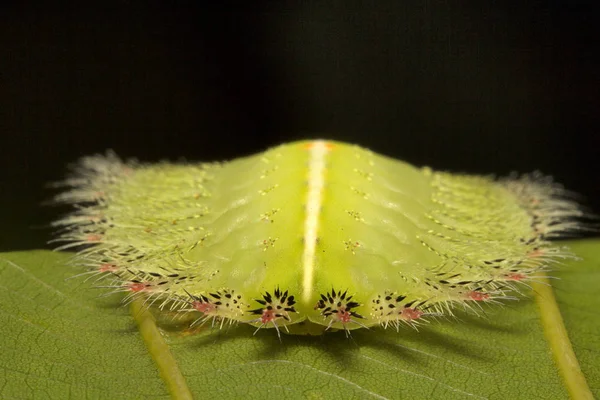 蛾キャタピラー トリプラ州 インドからの目撃のクローズ アップ — ストック写真