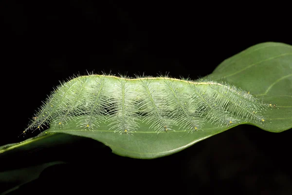 Barón Caterpillar Polvo Euthalia Nymphalidae Trishna Del Estado Tripura India —  Fotos de Stock