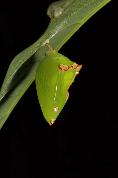 Pupae Euthalia Nymphalidae Trishna Tripura — 스톡 사진