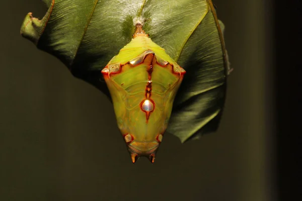 Baron Pupa Euthalia Toz Nymphalidae Trishna Hindistan Tripura Devlet — Stok fotoğraf