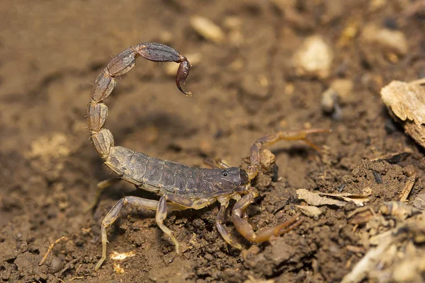 Bark Scorpion Lychas Butheidae Agumbe Arrsc Karnataka State India — Stock Photo, Image