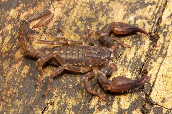 Scorpion Chaerilus Pictus Chaerilidae Jampue Hills Tripura Índia — Fotografia de Stock