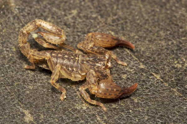 Scorpion Chaerilus Pictus Chaerilidae Manutripura State India — Stock Photo, Image