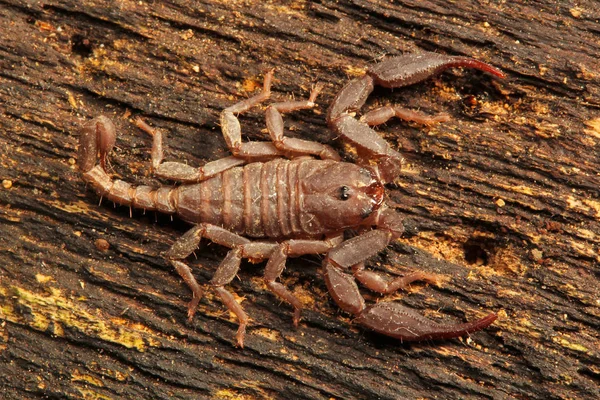 Akrep Euscorpiops Longimanus Euscorpiidae Jampue Hills Tripura Hindistan — Stok fotoğraf