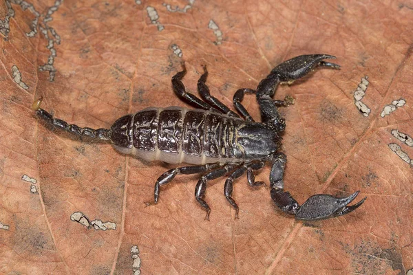 Skorpion Liocheles Nigripes Hemiscopiidae Madhya Pradesh Indie — Zdjęcie stockowe