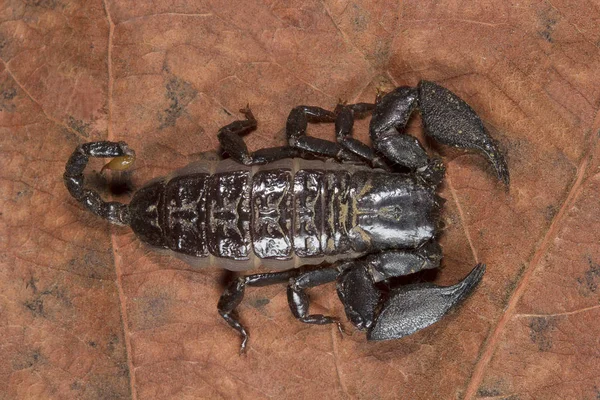 Skorpion Liocheles Nigripes Hemiscopiidae Madhya Pradesh Indie — Zdjęcie stockowe