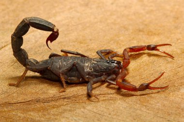 Akrep, Lychas sp, Butheidae, Gurjee: Tripura devlet Hindistan