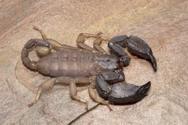 Scorpion Scorpiops Pachmarhicus Euscorpiidae Madhya Pradesh Índia — Fotografia de Stock