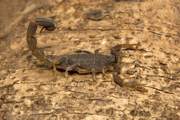 Pók Lychas Butheidae Madhya Pradesh Állam Indiai — Stock Fotó