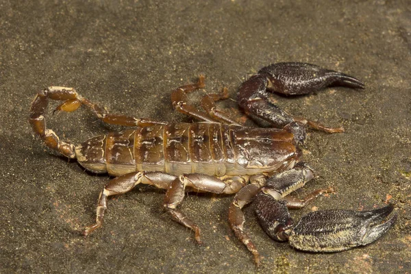 Houten Scorpion Liocheles Hemiscopiidae Gumti Tripura India — Stockfoto