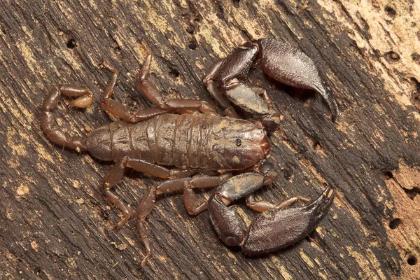 Ahşap Akrep Liocheles Hemiscopiidae Jampue Hills Tripura Hindistan — Stok fotoğraf