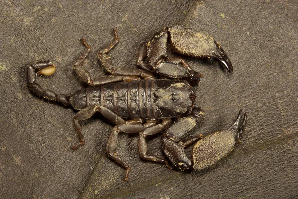 Ahşap Akrep Liocheles Hemiscopiidae Manutripura Hindistan Devlet — Stok fotoğraf